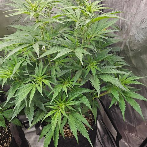 Sour Diesel growlog timeline photo