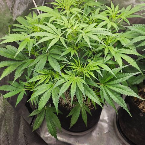 Strawberry Gorilla growlog timeline photo