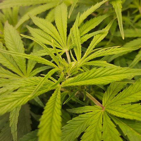 Strawberry Gorilla growlog timeline photo