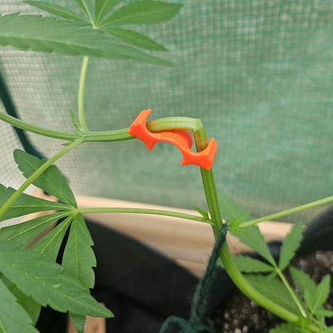 Banana Purple Punch Auto growlog timeline photo