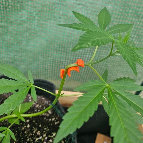 Banana Purple Punch Auto growlog timeline photo