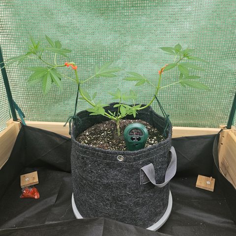 Banana Purple Punch Auto growlog timeline photo