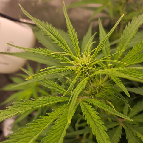 Sour Diesel growlog timeline photo