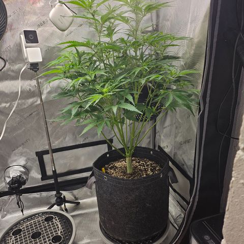 Sour Diesel growlog timeline photo