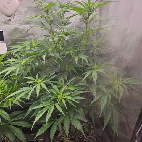 Sour Diesel growlog timeline photo