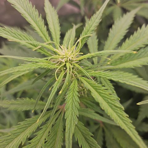Sour Diesel growlog timeline photo
