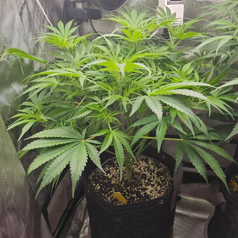 Strawberry Gorilla growlog timeline photo