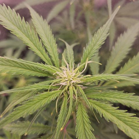 Sour Diesel growlog timeline photo