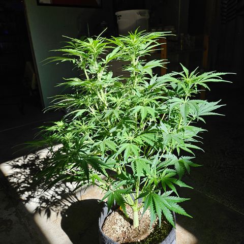 Sour Diesel growlog timeline photo