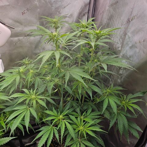 Sour Diesel growlog timeline photo
