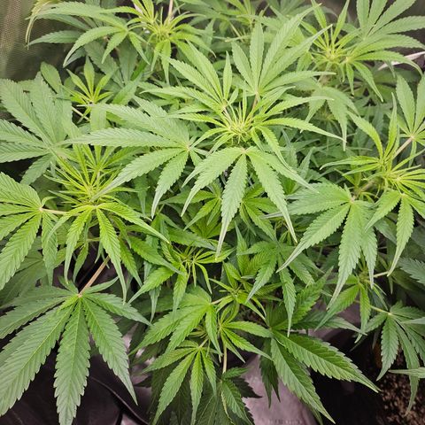 Strawberry Gorilla growlog timeline photo