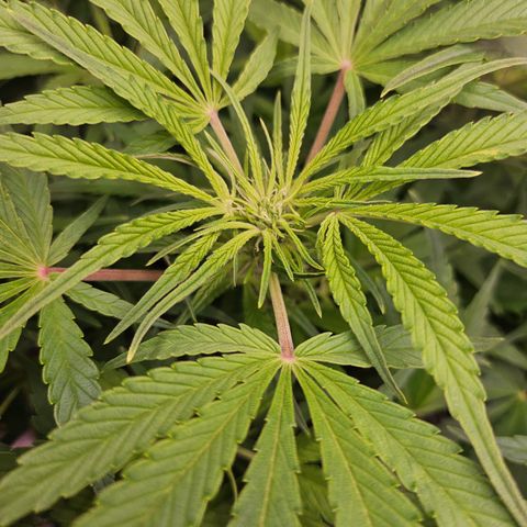 Strawberry Gorilla growlog timeline photo
