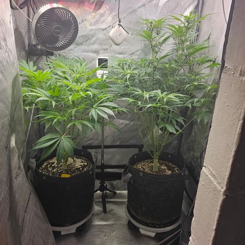 Strawberry Gorilla growlog timeline photo