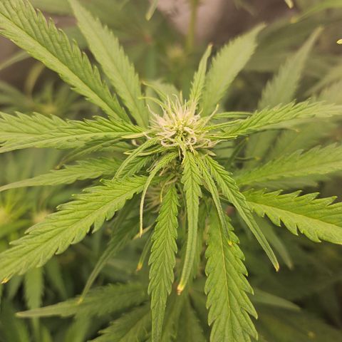 Sour Diesel growlog timeline photo