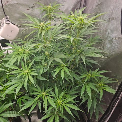 Sour Diesel growlog timeline photo
