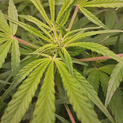Strawberry Gorilla growlog timeline photo