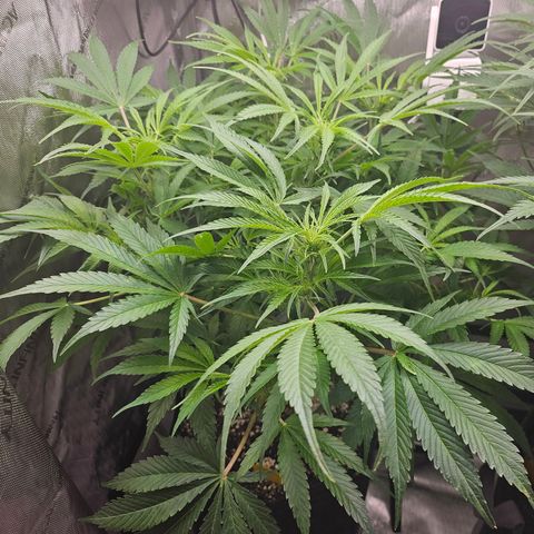 Strawberry Gorilla growlog timeline photo