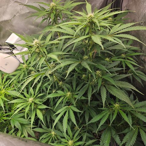 Sour Diesel growlog timeline photo