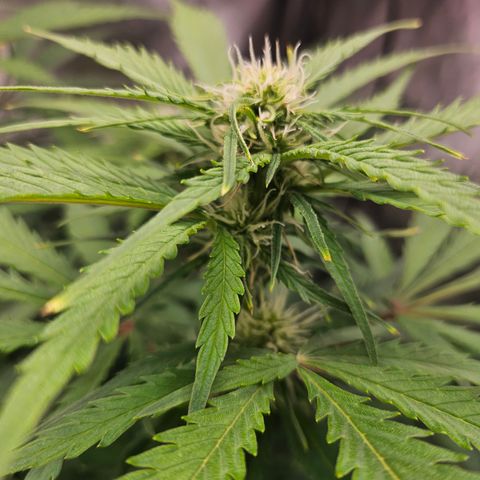 Sour Diesel growlog timeline photo