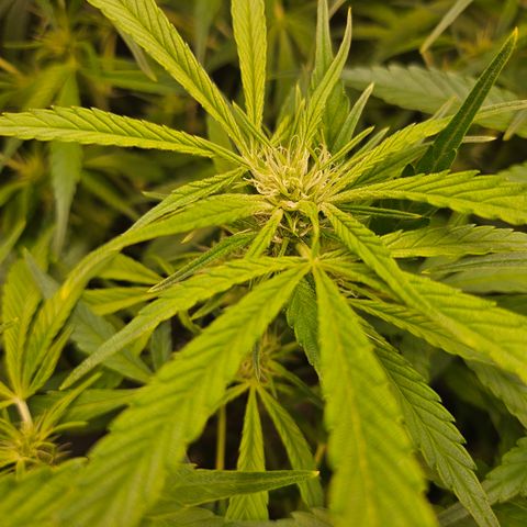 Strawberry Gorilla growlog timeline photo
