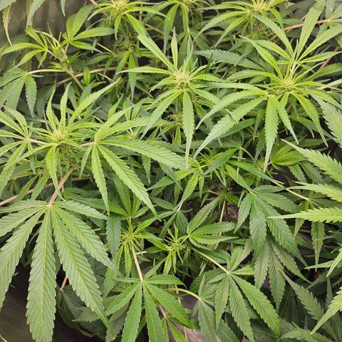 Strawberry Gorilla growlog timeline photo
