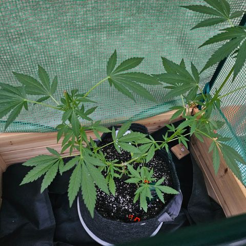 Banana Purple Punch Auto growlog timeline photo