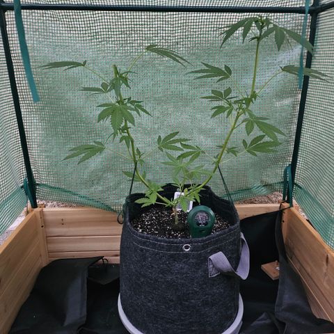 Banana Purple Punch Auto growlog timeline photo
