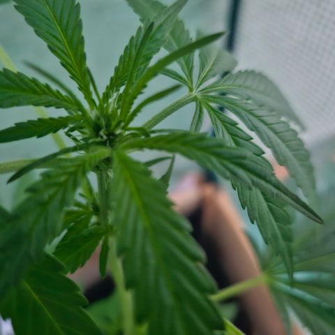 Banana Purple Punch Auto growlog timeline photo
