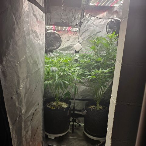 Strawberry Gorilla growlog timeline photo