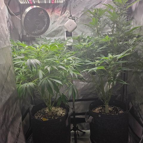 Strawberry Gorilla growlog timeline photo