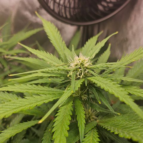 Sour Diesel growlog timeline photo