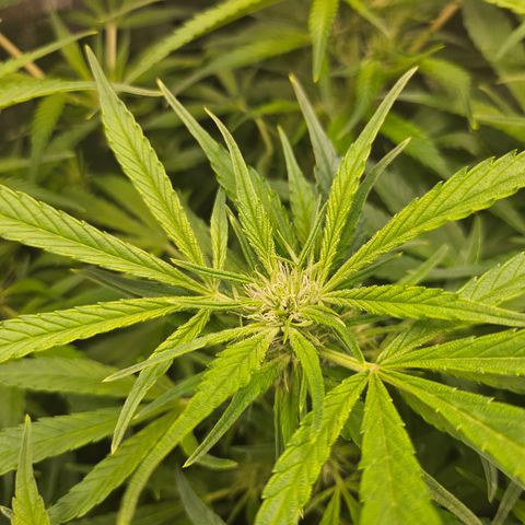 Strawberry Gorilla growlog timeline photo