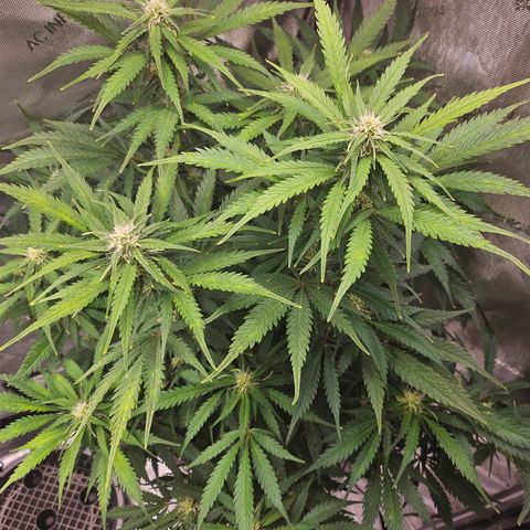 Sour Diesel growlog timeline photo