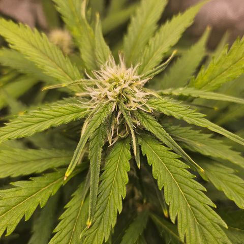 Sour Diesel growlog timeline photo
