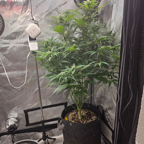 Sour Diesel growlog timeline photo