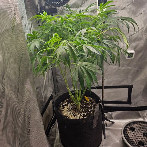 Strawberry Gorilla growlog timeline photo