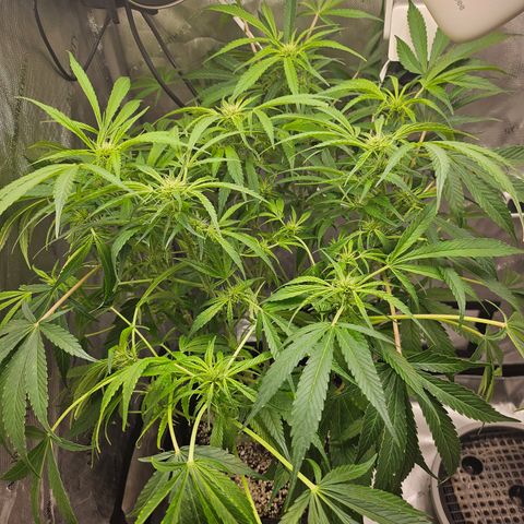 Strawberry Gorilla growlog timeline photo