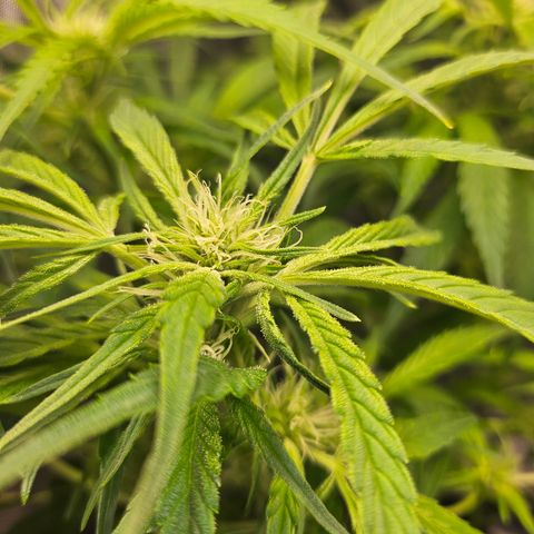 Strawberry Gorilla growlog timeline photo