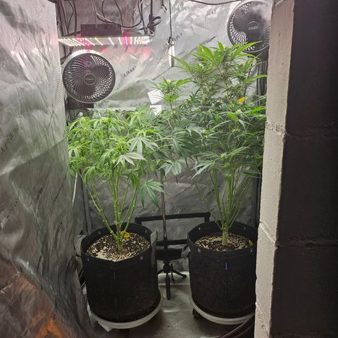 Strawberry Gorilla growlog timeline photo