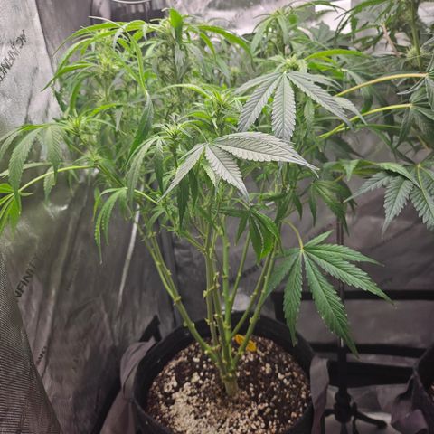 Strawberry Gorilla growlog timeline photo