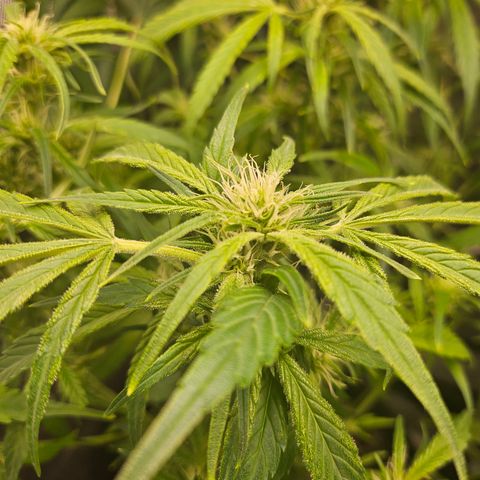 Strawberry Gorilla growlog timeline photo