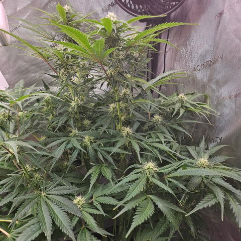 Sour Diesel growlog timeline photo