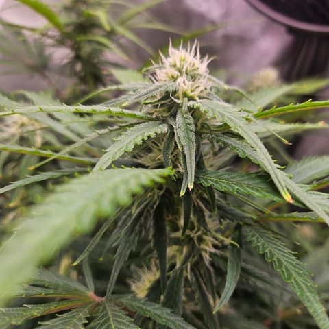 Sour Diesel growlog timeline photo