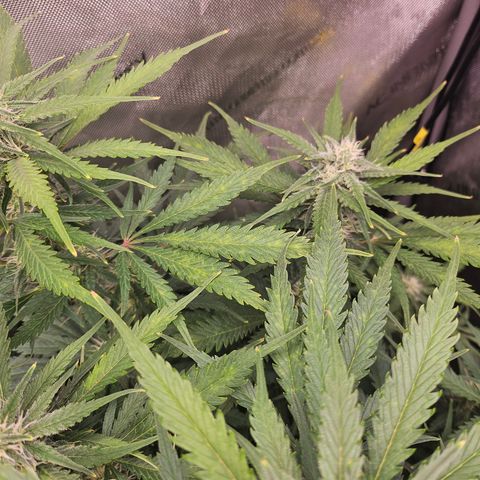 Sour Diesel growlog timeline photo