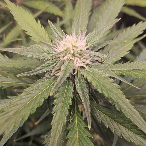 Sour Diesel growlog timeline photo