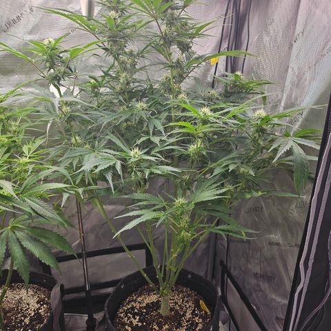 Sour Diesel growlog timeline photo