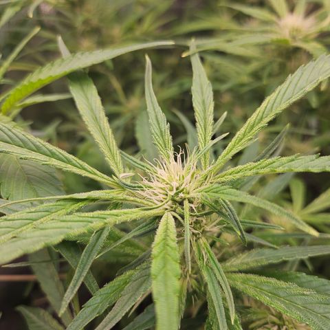 Strawberry Gorilla growlog timeline photo