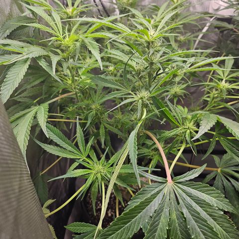 Strawberry Gorilla growlog timeline photo