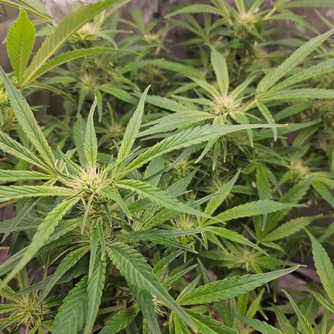 Strawberry Gorilla growlog timeline photo