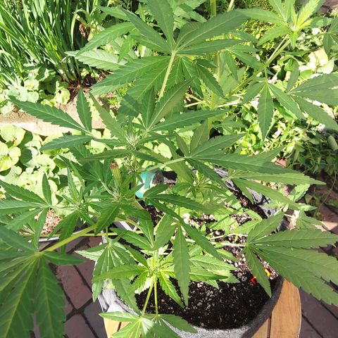 Banana Purple Punch Auto growlog timeline photo